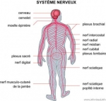 medium_systeme_nerveux.jpg