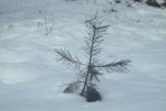medium_Sapin.2.jpg